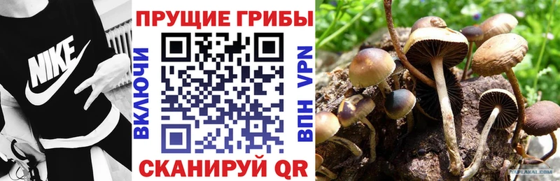 Псилоцибиновые грибы Cubensis Щёкино